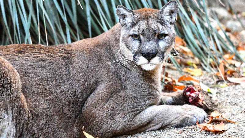 Image may contain: Animal, Lion, Mammal, Wildlife, and Cougar