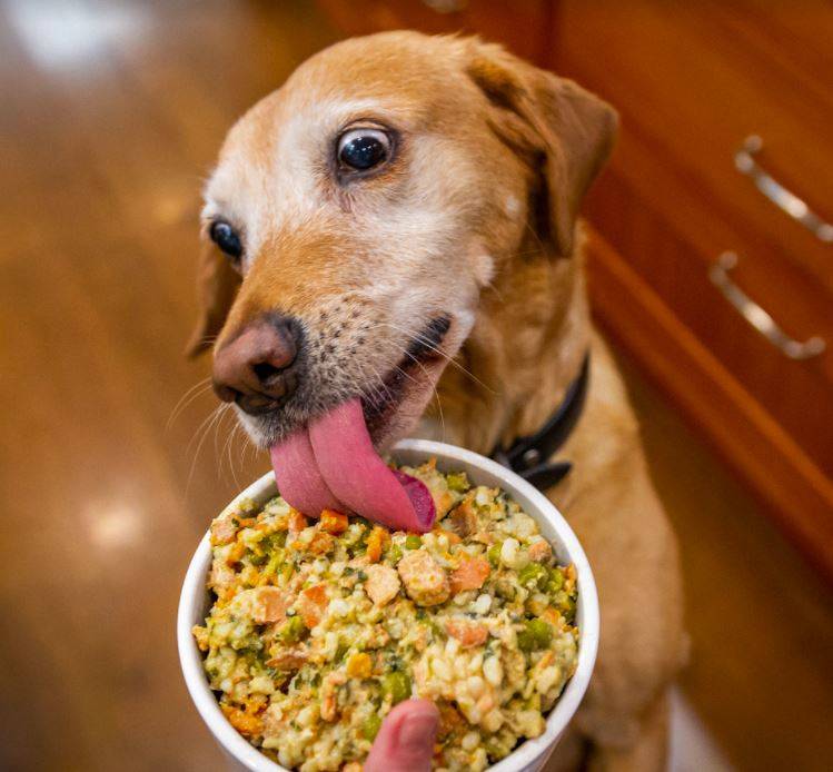 A senior dog eating a bowl of Wally's Salmon N' Rice dog food meal mixers.