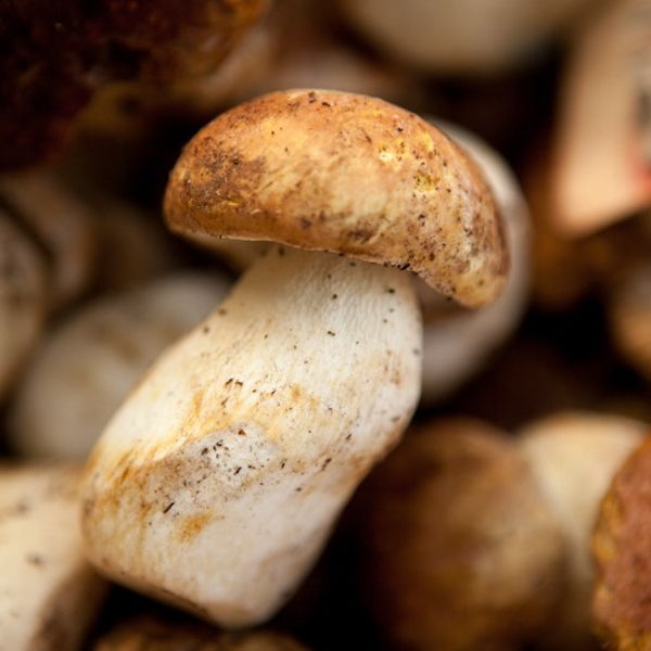 bolets