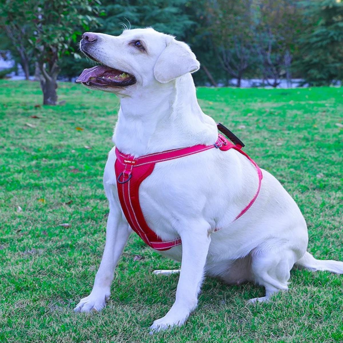 Red Reflective Dog Harness with Leash, No-Pull Vest Harness for Dogs, Adjustable Dog Vest with Handle, Walking Training Pet Harness - Image 2