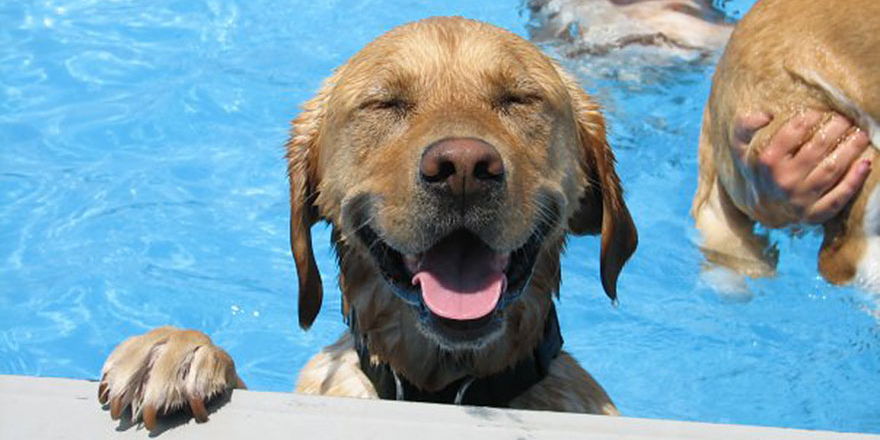 Pooch Pool Party at Nashville Shores promotional image
