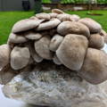 Black King Oyster Mushrooms ready to be harvested