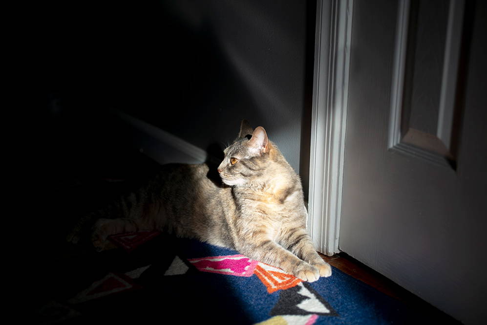 How felines see the world Can Cats See in the Dark?