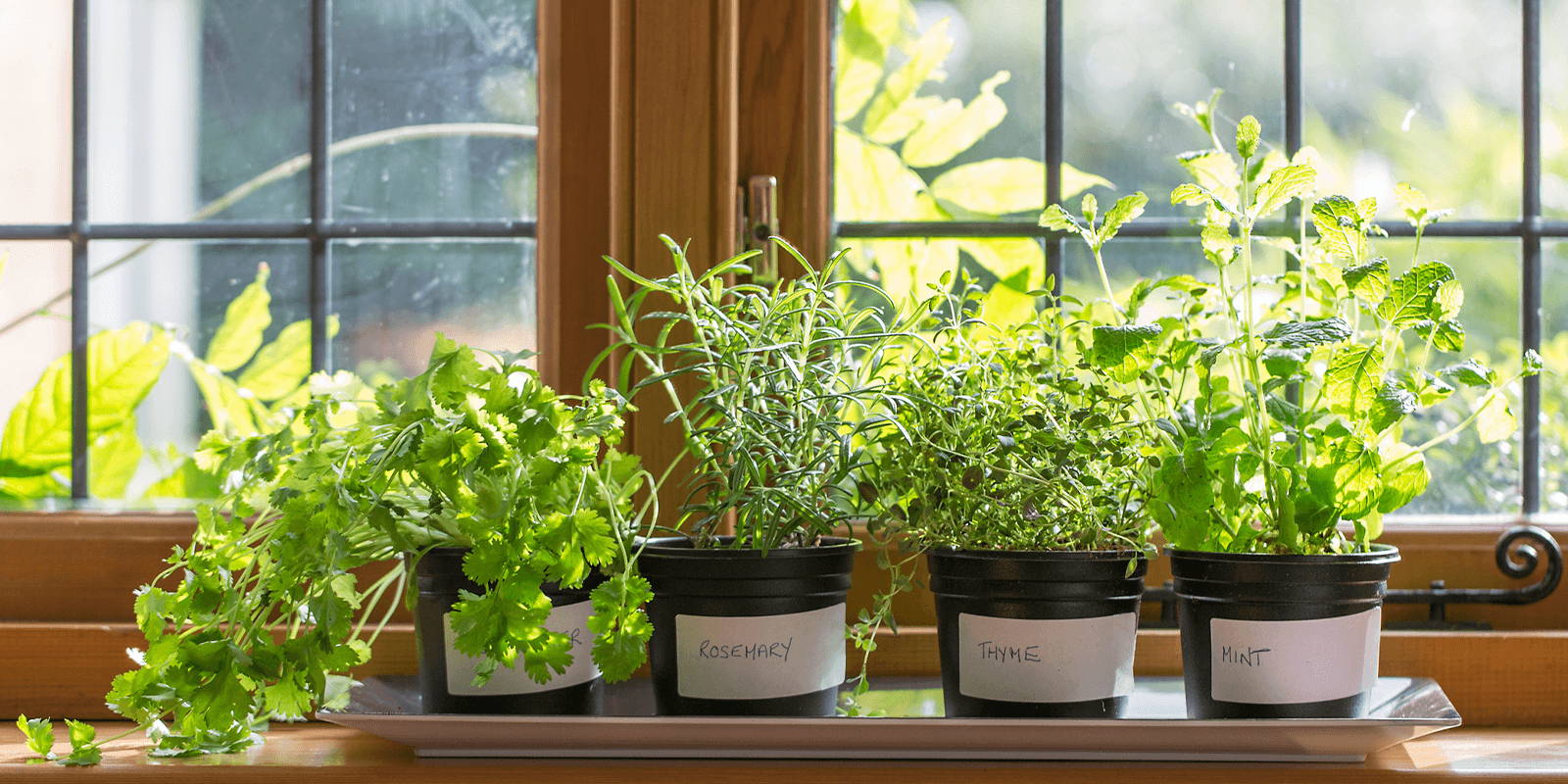 Potted herbs growing in windowsill.