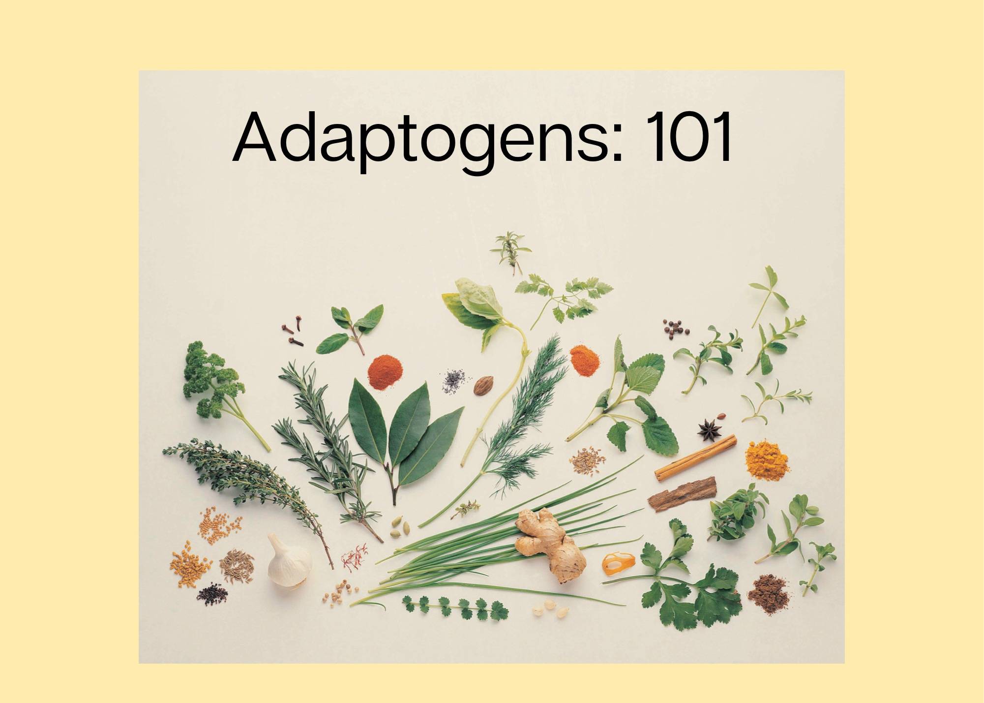 benefits of adaptogens 